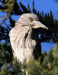 Juvenile Night Heron!